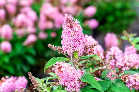 Buddleja 'Butterfly Candy Little Pink'? - 2 Ltr pot - image 1