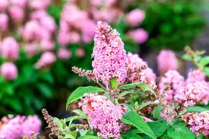 Buddleja 'Butterfly Candy Little Pink'? - 2 Ltr pot - image 1