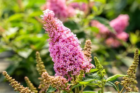 Buddleja 'Butterfly Candy Little Pink'? - 2 Ltr pot - image 3