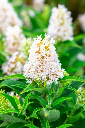 Buddleja 'Butterfly Candy Little White'? - 2 Ltr pot - image 2