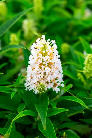 Buddleja 'Butterfly Candy Little White'? - 2 Ltr pot - image 4