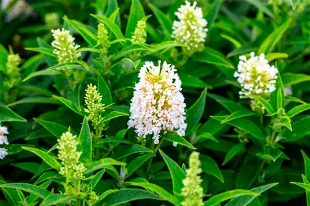 Buddleja 'Butterfly Candy Little White'? - 2 Ltr pot - image 3
