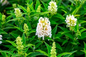 Buddleja 'Butterfly Candy Little White'? - 30-40 CM C10 - image 3