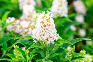 Buddleja 'Butterfly Candy Little White'? - 2 Ltr pot - image 4