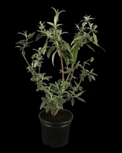 Buddleja 'Butterfly Red'