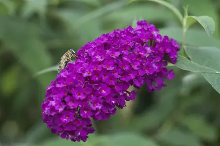 Buddleja 'Butterfly Red' - 2 Ltr pot - image 3