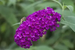 Buddleja 'Butterfly Red' - 2 Ltr pot - image 3