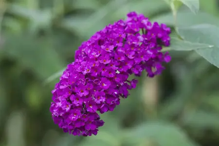 Buddleja 'Butterfly Red' - 2 Ltr pot - image 4