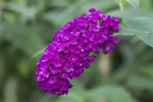 Buddleja 'Butterfly Red' - 2 Ltr pot - image 4