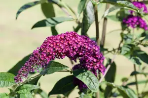 Buddleja 'Butterfly Red' - 2 Ltr pot - image 5