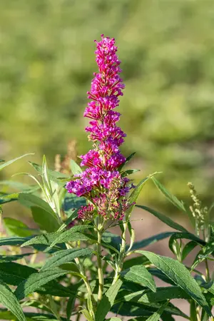 Buddleja 'Butterfly Towers'? - 3 Ltr pot - image 2
