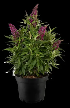 Buddleja 'Butterfly Towers'? - 50-60 CM C20 - image 3
