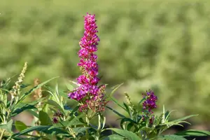 Buddleja 'Butterfly Towers ? White'