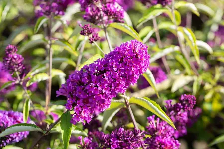 Buddleja d. Free Petite 'Tutti Fruitti'? - LINERS 18 CEL TRAY P9 SIZE - image 1