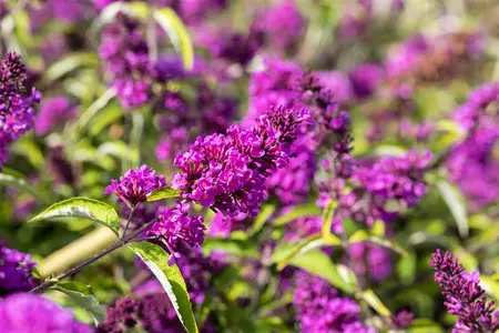 Buddleja d. Free Petite 'Tutti Fruitti'? - LINERS 18 CEL TRAY P9 SIZE - image 2