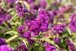 Buddleja d. Free Petite 'Tutti Fruitti'? - LINERS 18 CEL TRAY P9 SIZE - image 2