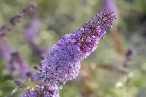 Buddleja d. 'R?ve de Papillon Blue' - 3 Ltr pot - image 2