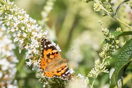 Buddleja d. 'R?ve de Papillon White' - 2 Ltr pot - image 1