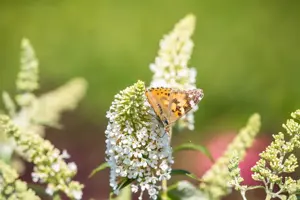 Buddleja d. 'R?ve de Papillon White' - 3 Ltr pot - image 2