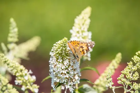 Buddleja d. 'R?ve de Papillon White' - 2 Ltr pot - image 2