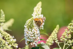 Buddleja d. 'R?ve de Papillon White' - 2 Ltr pot - image 3