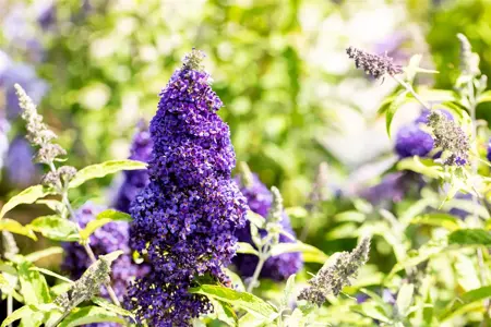 Buddleja dav. 'Adonis Blue' - LINERS 28 CEL TRAY P9 SIZE