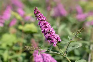 Buddleja dav. 'Berries & Cream'