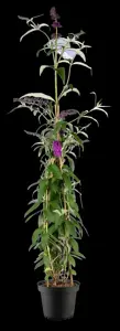 Buddleja dav. 'Berries & Cream' - 3 Ltr pot - image 2