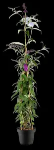 Buddleja dav. 'Berries & Cream' - LINERS 18 CEL TRAY P9 SIZE - image 2