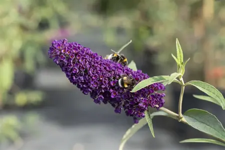 Buddleja dav. 'Black Knight' - 1.5 Ltr pot - image 4