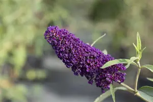 Buddleja dav. 'Black Knight' - 30-40 CM C2 - image 3