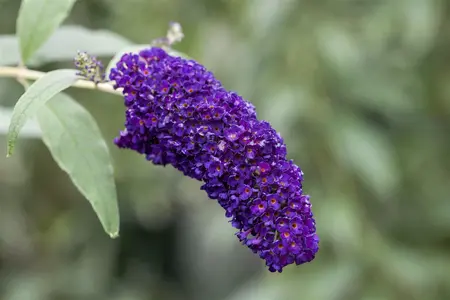 Buddleja dav. 'Black Knight' - C6.5 - image 1