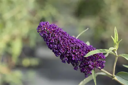 Buddleja dav. 'Black Knight' - C6.5 - image 3