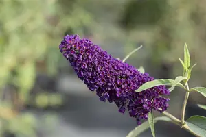 Buddleja dav. 'Black Knight' - C6.5 - image 3