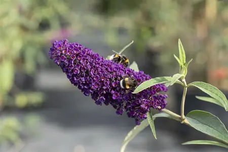 Buddleja dav. 'Black Knight' - C6.5 - image 4