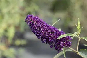 Buddleja dav. 'Black Knight' - C3.5 - image 2