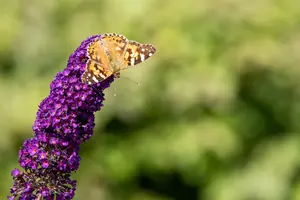 Buddleja dav. 'Black Knight' - C3.5 - image 5