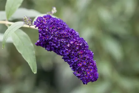 Buddleja dav. 'Black Knight' - 40-50 CM C2 - image 1