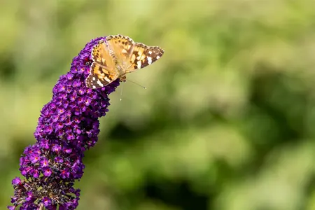 Buddleja dav. 'Black Knight' - 40-50 CM C2 - image 5
