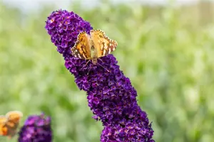 Buddleja dav. 'Black Knight' - 1.5 Ltr pot - image 5