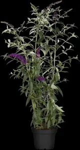 Buddleja dav. 'Black Knight' - 100-125 CM C7.5 - image 2