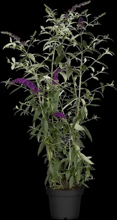 Buddleja dav. 'Black Knight' - C6.5 - image 2