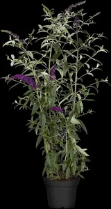 Buddleja dav. 'Black Knight' - C6.5 - image 2