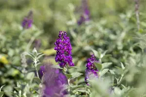 Buddleja dav. 'Blue Chip'