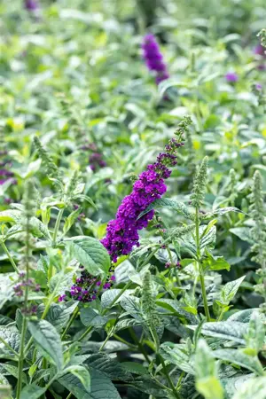 Buddleja dav. 'Blue Chip JR' - 3 Ltr pot - image 5