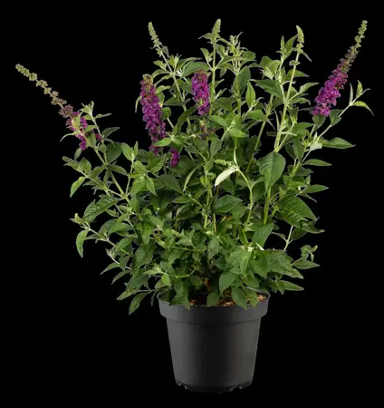 Buddleja dav. 'Blue Chip JR' - 3 Ltr pot - image 2