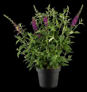 Buddleja dav. 'Blue Chip JR' - 3 Ltr pot - image 2