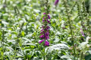 Buddleja dav. 'Blue Chip JR' - 3 Ltr pot - image 3