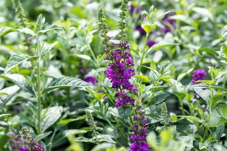 Buddleja dav. 'Blue Chip JR' - 3 Ltr pot - image 4
