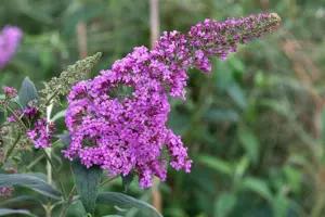 Buddleja dav. 'Border Beauty'